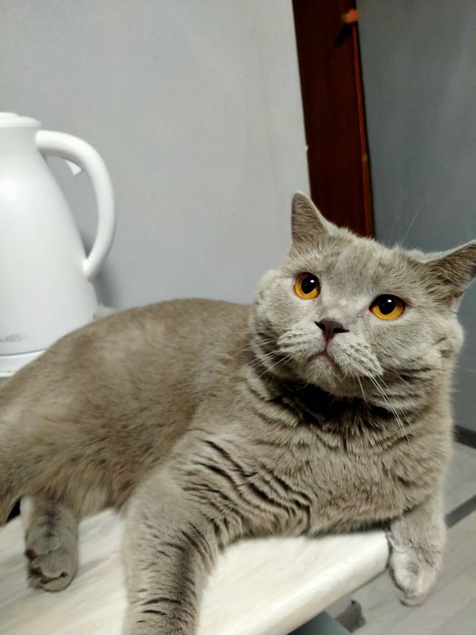 Отдам даров кошек