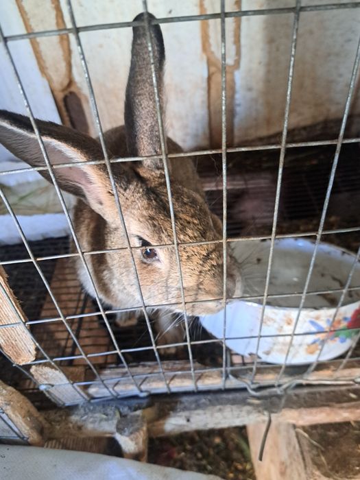 Кролики домашние животные