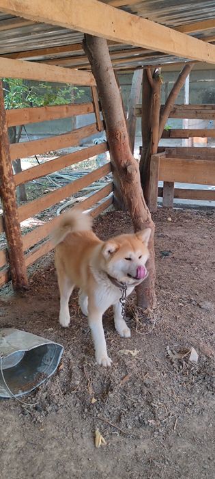 akita inu sotiladi 1yoshdan otgan urgochi toza qon klubdan olingan