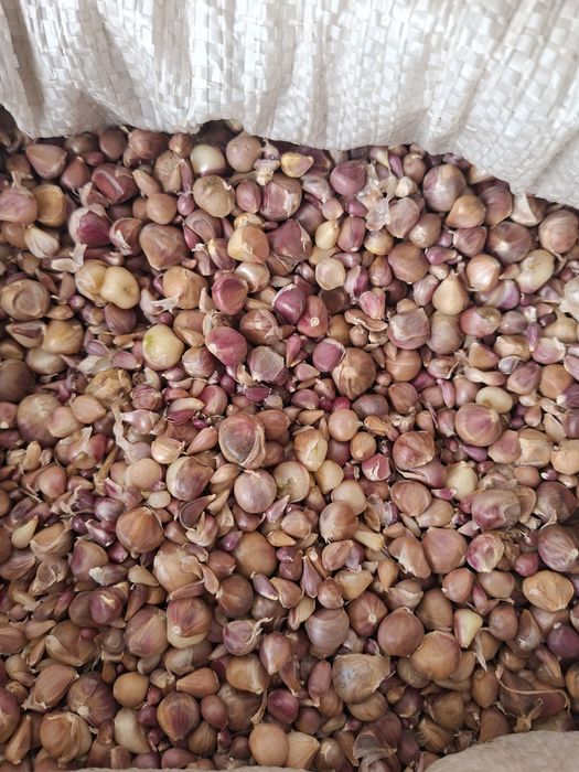 Samanta de baib si baib de consum