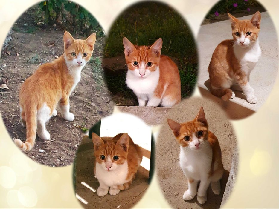 Малки котета – различни шарки