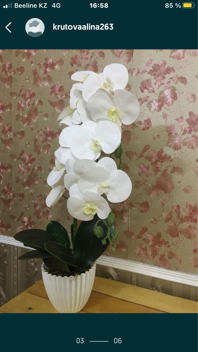 Архидея своими руками