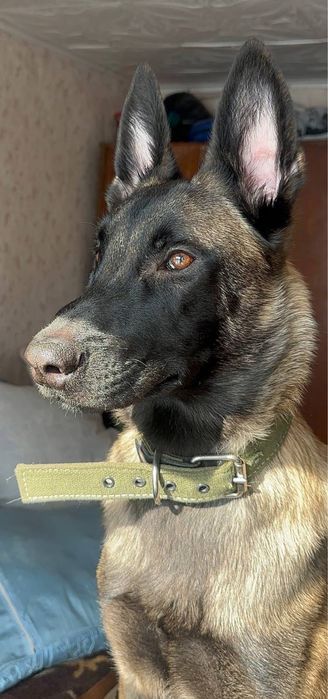 Бельгийские овчарки Малинуа