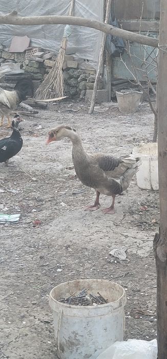 2 ta erkak g'oz sotiladi.