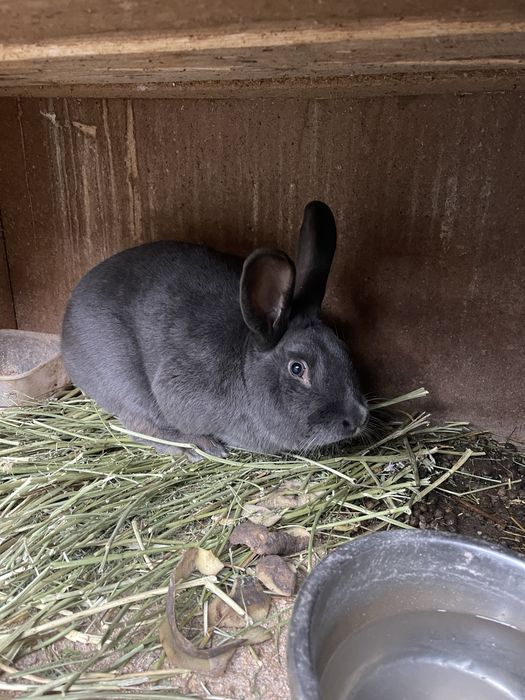 Продам кроликов 1.5 месяца