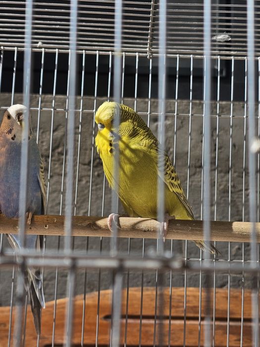 Продаются волнистые попугаи .