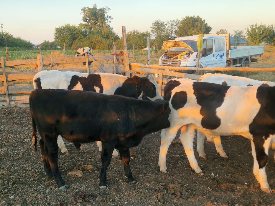 4 taurasi de vanzare