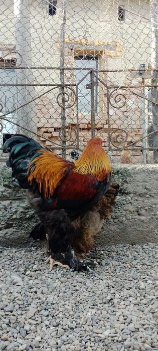 Vând oua  brahma pt incubat