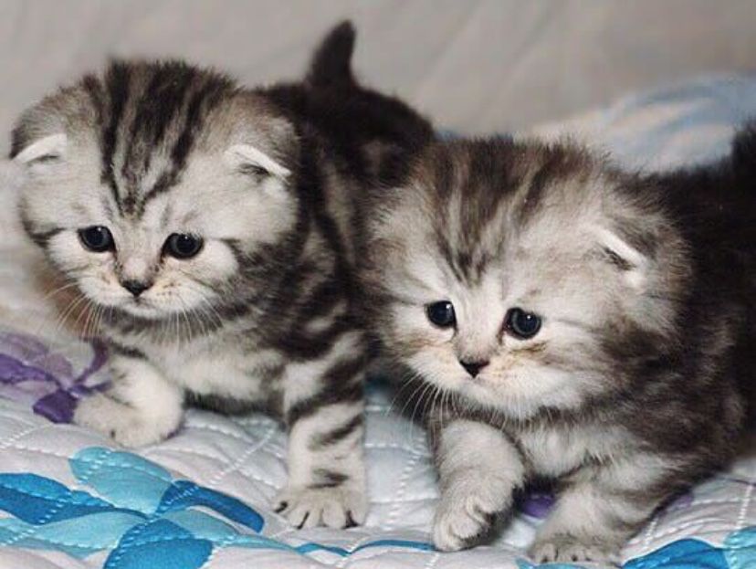 Висолоухие котята