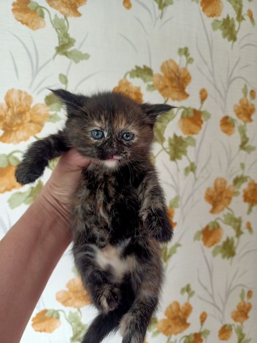 Отдам красивых котят