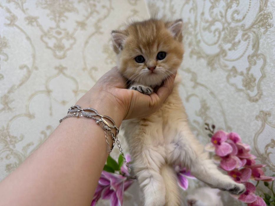 100 Тоза шиншила 40 кунлик