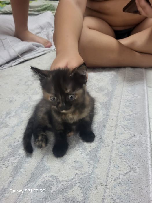Отдам котят даром