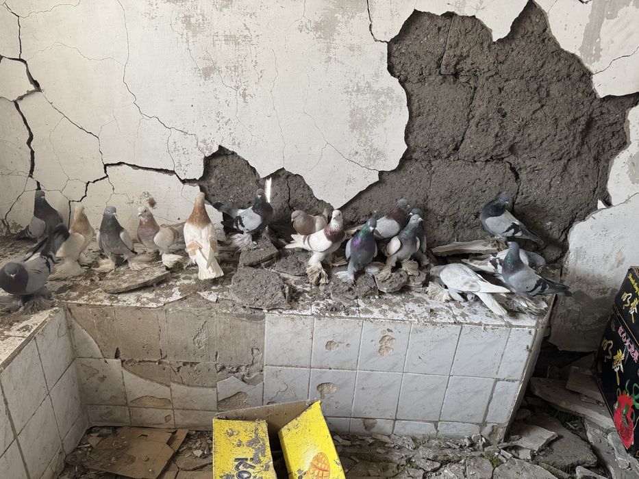 Продам Рантовых голубей