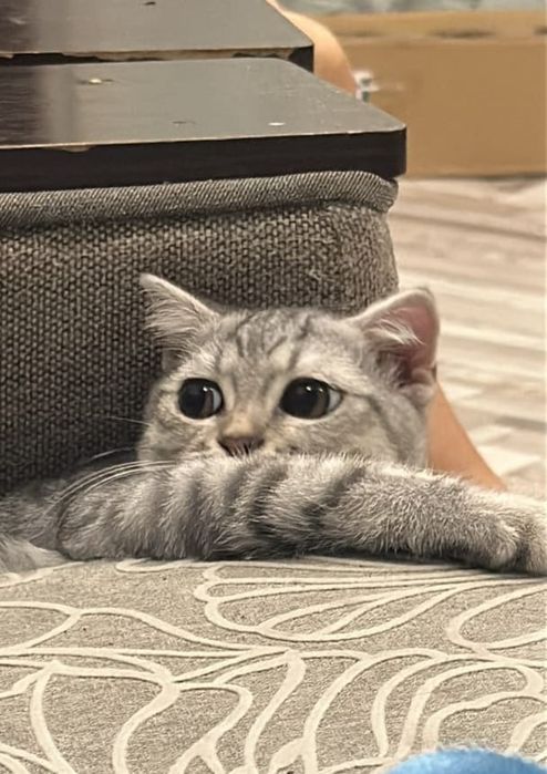 Милые котики ищут дом