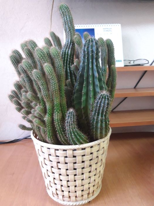 Продам    кактус