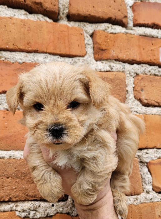 Йоркширски териер  - мини!!!