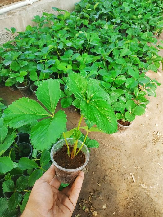 Корейский кулупнай ку́чатлари сотувда