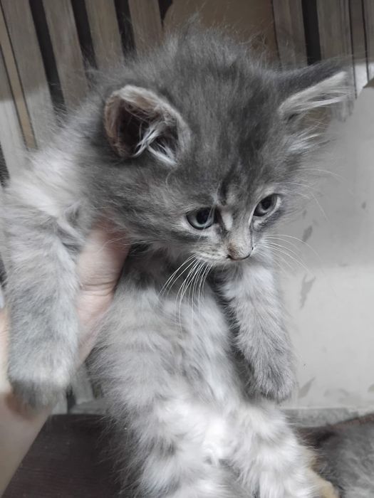 Отдам котят в добрые руки
