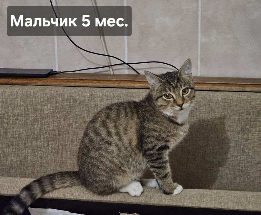 Кошечка и котик в добрые руки!