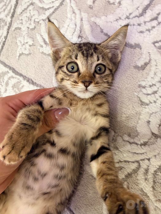 Котенок в добрые руки