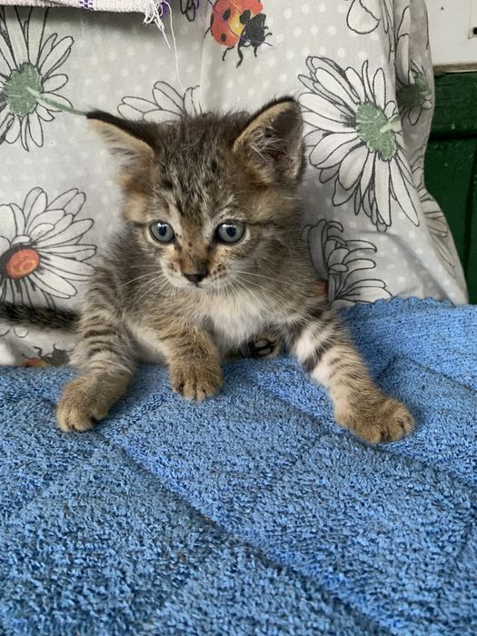 Отдам котят в хорошие руки