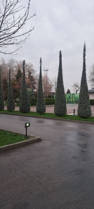 Archa va barcha turdagi daraxtlar kesish xizmati