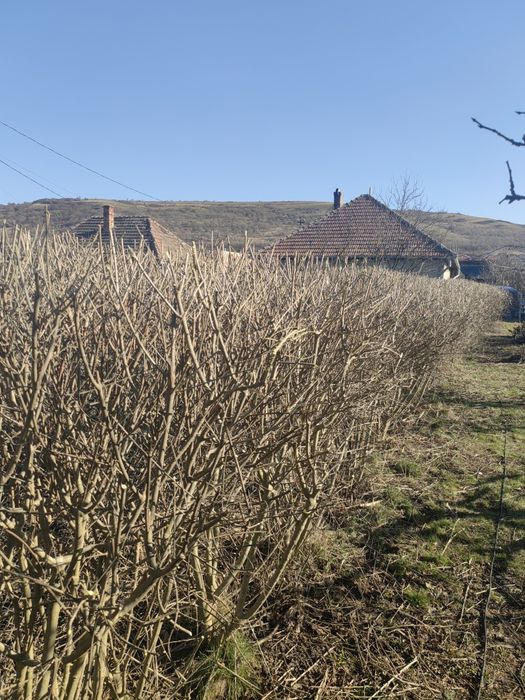 Tund tai toaletez arbori / pomi fructiferi / ornamentali