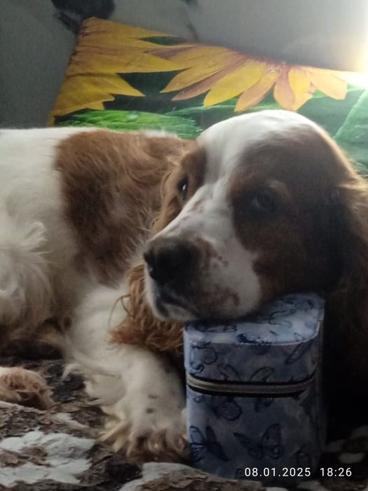 Вязка Английский кокер