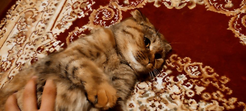 Шотландский веслоухий кошка скоттиш фолд