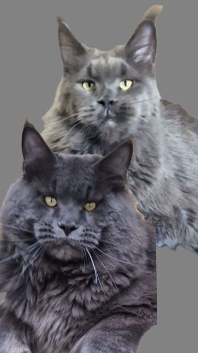 Мейн-кун котёнок