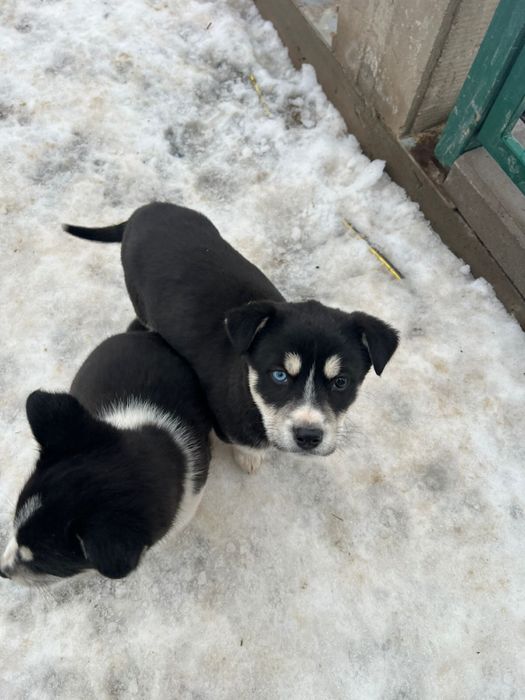 Продам щенков от мамы Хаски