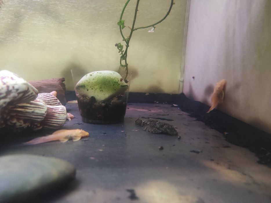 Сомики Анциструсы