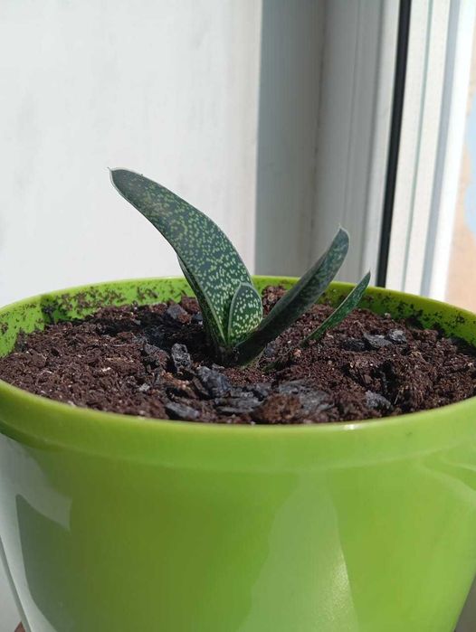 Алоэ, гастерия килеватая