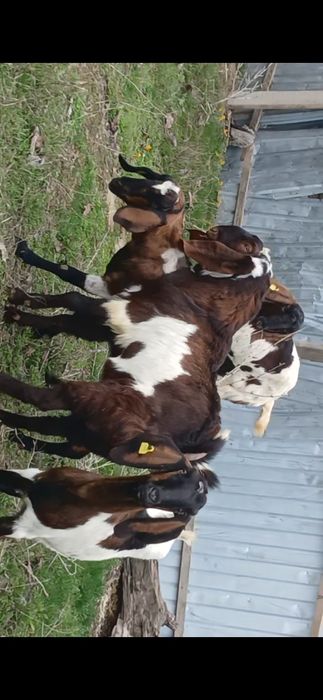 Коза таза қанды битал пародалы ешкілер мен теке сатылады