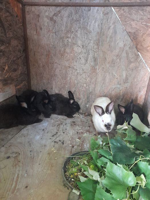 Iepuroaica californiană + pui de iepure belgieni