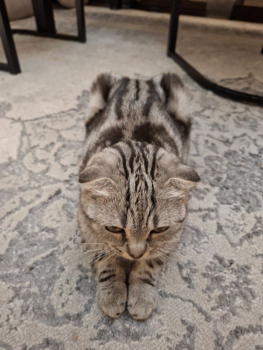Мушук Кошка Шотландская вислоухая ,,Скоттиш-фолд''