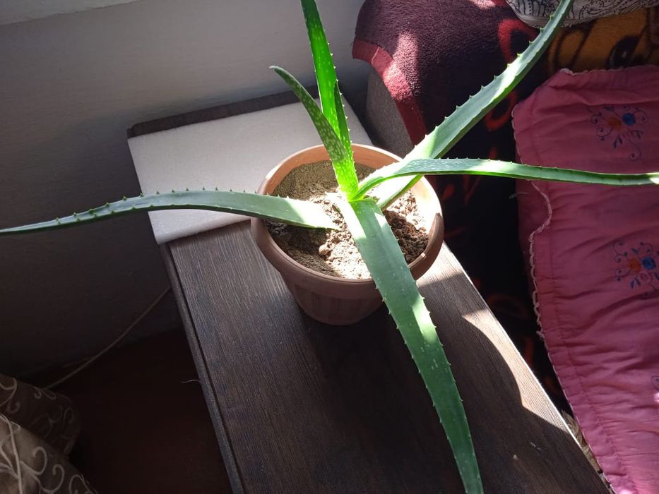 Алое цветок домашний