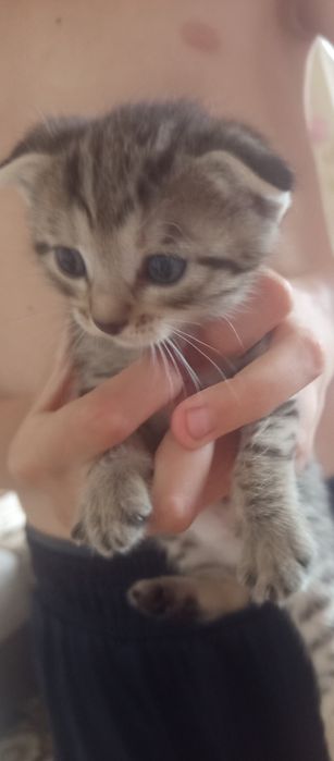 Вислоухие котята