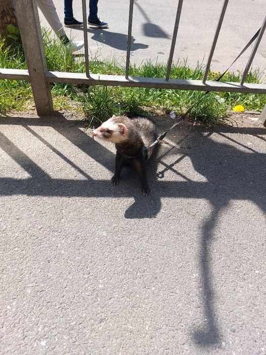 Transport animale de companie