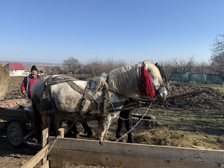 Vand cal , la alegere .