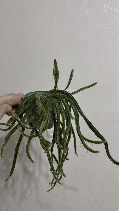 Декабрист,Эпипремнум,Филодендрон,Пелея,Хойя