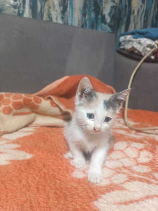 Отдам котят бесплатно