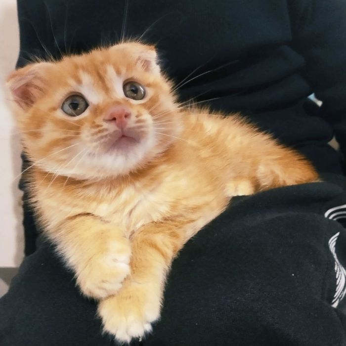 Шотландский вислоухий