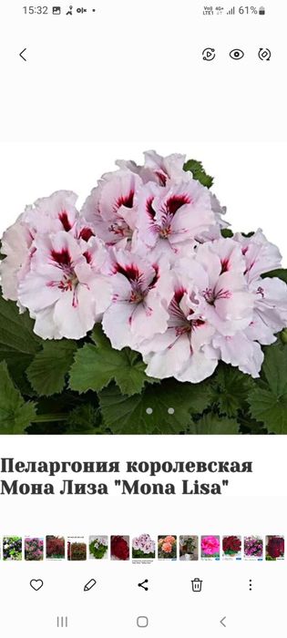 Продам комнатные пеларгонии