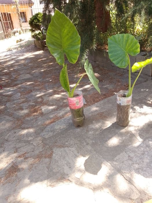 Продавам Трилистници