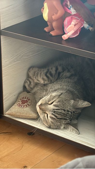 Кот мальчик 9 месяцев найденыш