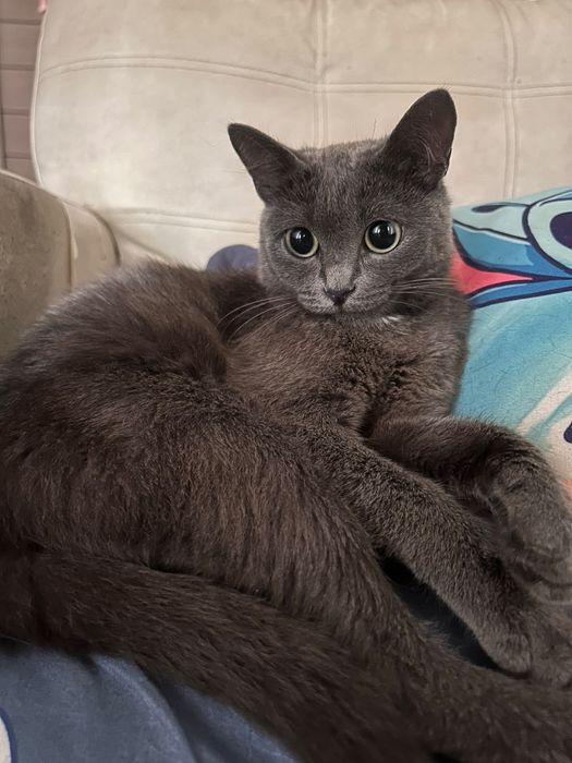 Срочно ищем дом кошкам
