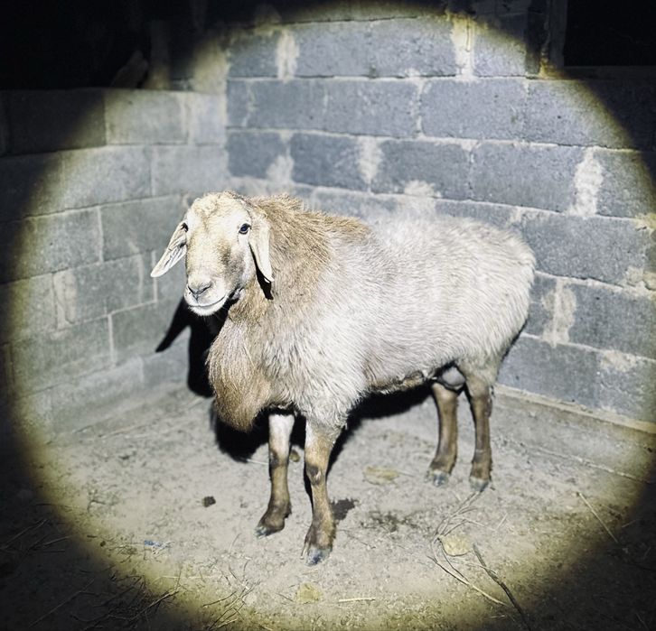 Қошқар сатылады