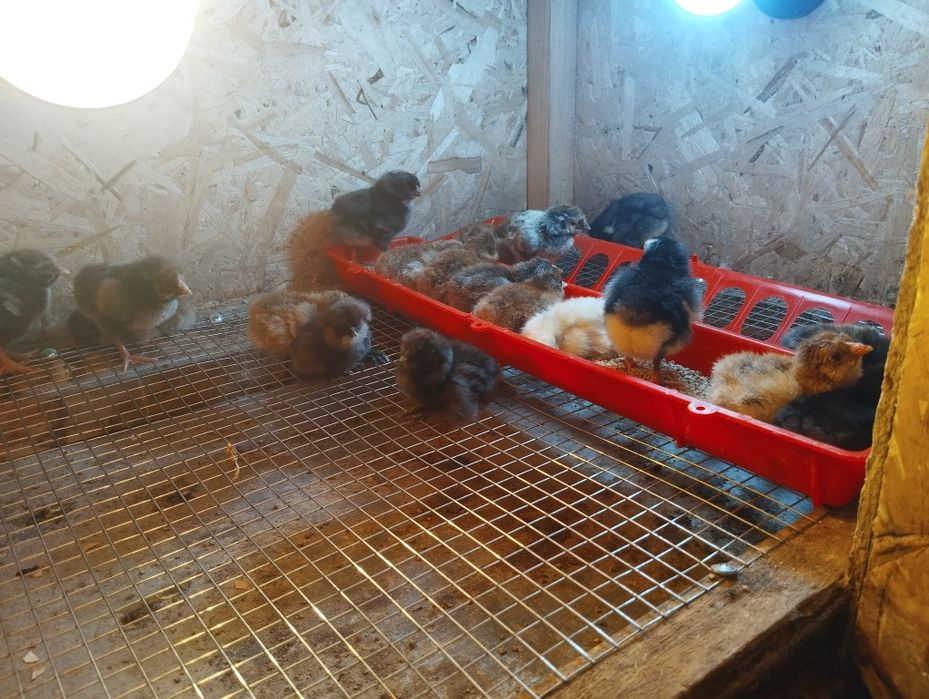 Цыплята суточные