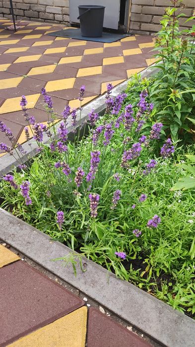 Продам дом мкр Западный